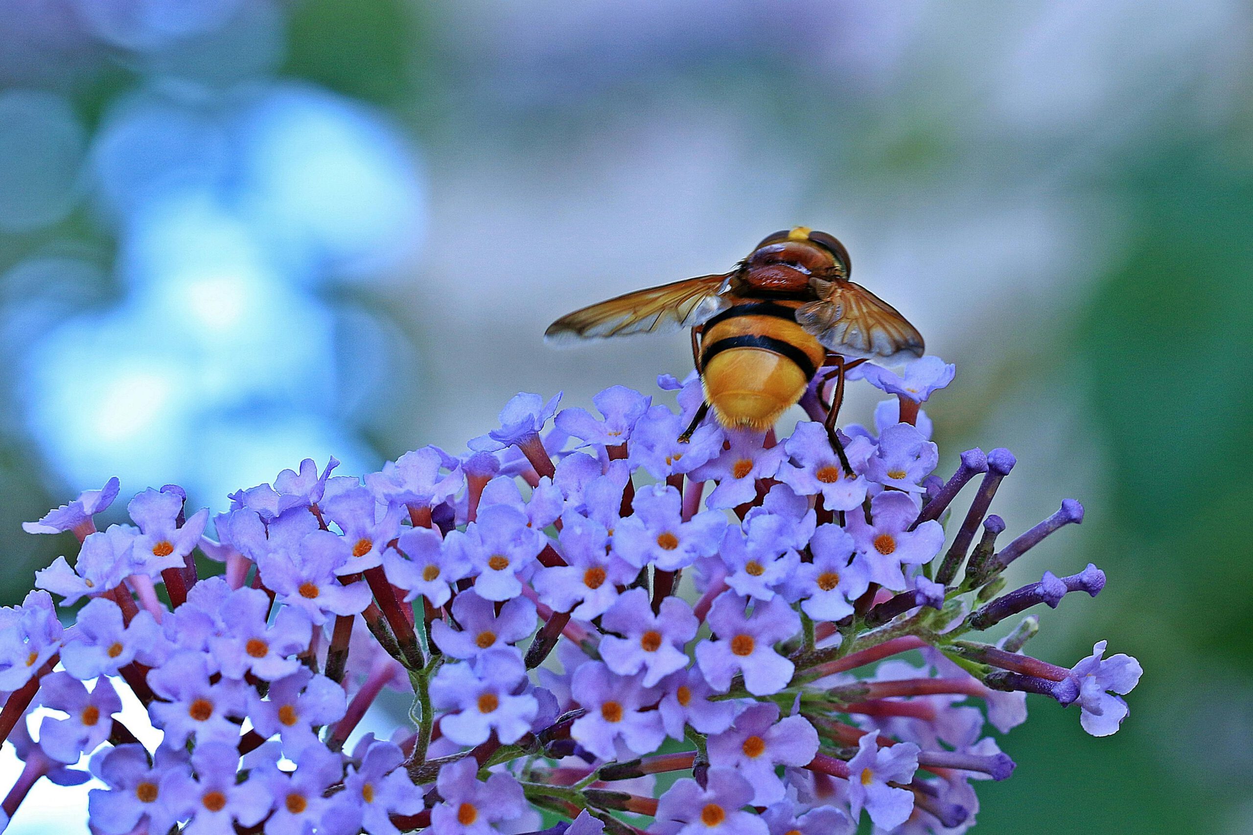 Unveiling the Healing Power of Propolis with Innovative Wellness Products